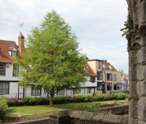 Taxodium Distichum