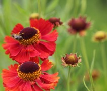 Zeer rijk bloeiende Helenium 'Moerheim Beauty'