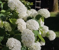 Hydrangea arb. 'Incrediball Strong Annabelle'  - Hortensia 'Incrediball Strong Annabelle' - 2
