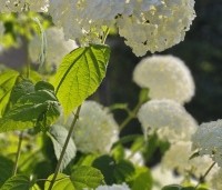 Hydrangea arb. 'Incrediball Strong Annabelle'  - Hortensia 'Incrediball Strong Annabelle' - 3