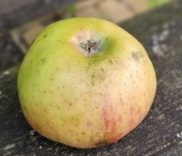 Malus dom. 'Notarisappel' - Malus dom. 'Notarisappel' - in oktober