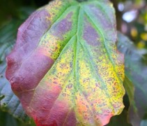 Parrotia persica 'Vanessa'