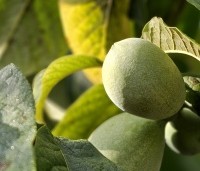 Asimina triloba - Pawpaw - 5