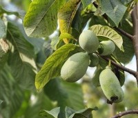 Asimina triloba - Pawpaw - 4
