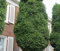 Ulmus Columella - Hollandse resistente zuil-iep - 1