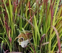 Imperata cylindrica 'Red Baron' - bloedgras - 1
