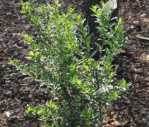 Ilex max. Kanehirae
