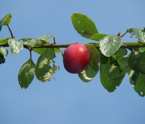 Prunus domestica 'Victoria'