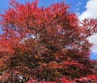 Acer palmatum 'Garnet' - Japanse esdoorn 'Garnet' - 1