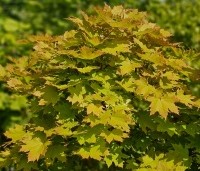 Acer platanoides 'Globosum' - Bol esdoorn 'Globosum' - 2
