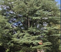Cedrus libani 'Glauca' - Blauwe Ceder - 3