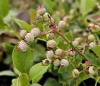 Vaccinium corymbosum 'Jersey' - Blauwe bes 'Jersey' - 1
