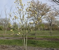 Magnolia 'Yellow River' - Magnolia 'Yellow River' - 4