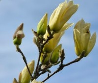 Magnolia 'Yellow River' - Magnolia 'Yellow River' - 6