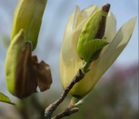 Magnolia 'Yellow River' - Magnolia 'Yellow River' - 7