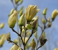 Magnolia 'Yellow River' - Magnolia 'Yellow River' - 5