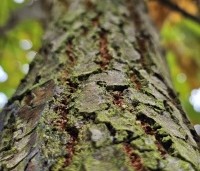 Quercus cerris - Moseik - 2