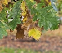 Quercus cerris - Moseik - 1