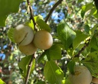 Prunus dom. 'Reine Claude Verte' - Prunus dom. 'Reine Claude Verte' - 1