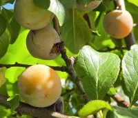 Prunus dom. 'Reine Claude Verte' - Prunus dom. 'Reine Claude Verte' - 2