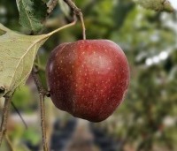 Malus dom. 'Jonagold' - Malus dom. 'Jonagold' - 2