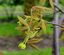 Acer Griseum jong blad en bloei