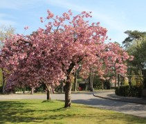 Prunus serrulata 'Kiku-shidare-Zakura'