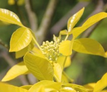 Ptelea Trifoliata 'Aurea'