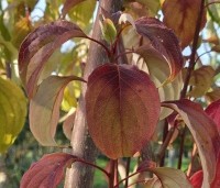 Cornus controversa 'Pagoda' - Reuze kornoelje 'Pagoda'  - 2