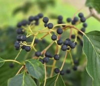 Cornus controversa 'Pagoda' - Reuze kornoelje 'Pagoda'  - 3