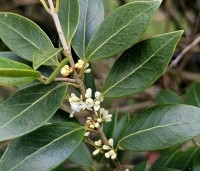 Osmanthus heterophyllus - Schijnhulst - 1