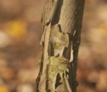 Platanus orientalis stammetje