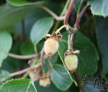 Vruchten kiwi 'Jenny'