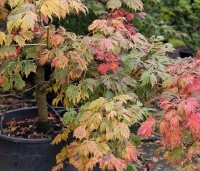 Acer japonicum 'Aconitifolium' - Japanse Esdoorn 'Aconitifolium' - 1