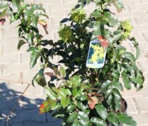 Mahonia 'Apollo'