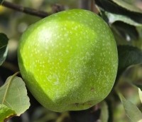 Malus dom. 'Granny Smith' - Malus dom. 'Granny Smith' - 1