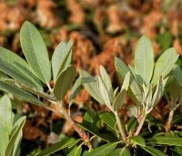 Rhododendron yakushimanum 'Marlis' - Rododendron   - nieuw grijs blad in juni