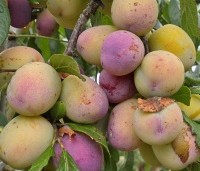 Prunus dom. 'Victoria' - Prunus dom. 'Victoria' - 7