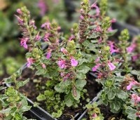 Teucrium lucidrys - Gamander - 2