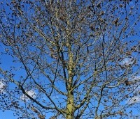 Sycoparrotia semidecidua - Schijnparrotia - 4