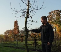 Malus domestica 'Elstar'  laagstam