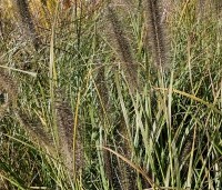 Pennisetum alopecuroides 'Red Head'  - Lampenpoetsersgras 'Red Head' - herfst