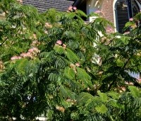 Albizia julibrissin - Perzische slaapboom - 1