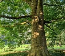 Fagus sylvatica