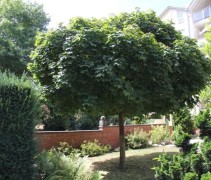 Acer platanoïdes 'Globosum' toepassing in tuin