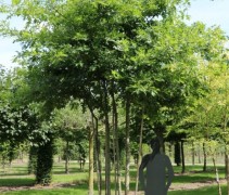 Quercus palustris