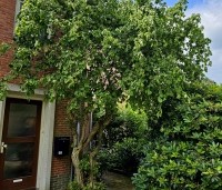 Corylus avellana 'Contorta' - Kronkelhazelaar - 2