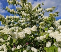 Viburnum plicatum 'Popcorn' - Japanse Sneeuwbal 'Popcorn' - 1