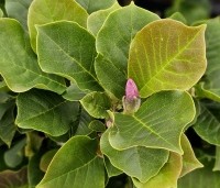 Magnolia 'Satisfaction'  -  Magnolia 'Satisfaction'  - 2