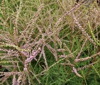 Tamarix ramosissima 'Pink Cascade' - Tamarisk - 2